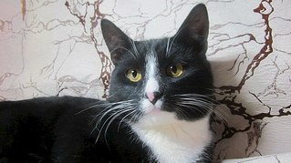 604 X 339  42.7 Kb 604 X 339  41.6 Kb 604 X 339  48.5 Kb -  