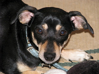 1920 X 1440 725.0 Kb Ищу добрые руки маленькой собачке