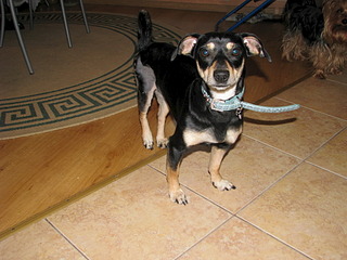 1920 X 1440 597.9 Kb 1920 X 2560 821.8 Kb 1920 X 1440 725.0 Kb Ищу добрые руки маленькой собачке