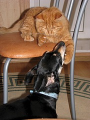 1920 X 2560 1019.7 Kb Ищу добрые руки маленькой собачке