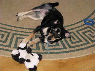 1920 X 1440 700.9 Kb Ищу добрые руки маленькой собачке