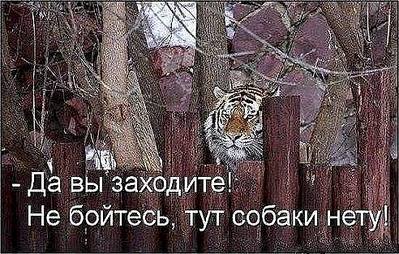 492 X 313  52.8 Kb 604 X 453  55.5 Kb 590 X 446  32.3 Kb Улыбнемся?