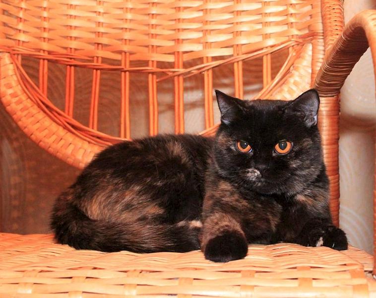 971 X 768 102.1 Kb Питомник'Gem Sweet'.Любимые британские ПЛЮШКИ.Британские котята: белые,черные,голубые