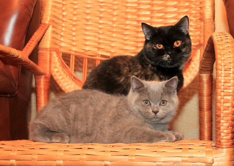 1024 X 728 366.3 Kb 768 X 886 301.3 Kb 971 X 768 102.1 Kb Питомник'Gem Sweet'.Любимые британские ПЛЮШКИ.Британские котята: белые,черные,голубые