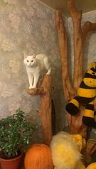 341 X 604  40.0 Kb 604 X 341  30.7 Kb  !      ...    -  