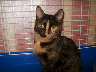 1920 X 1440 499.4 Kb 1920 X 1440 492.2 Kb    ,  