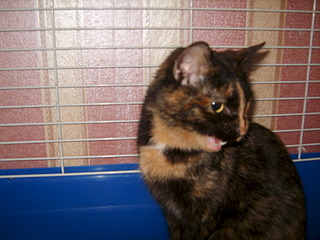 1920 X 1440 535.8 Kb 1920 X 1440 499.4 Kb 1920 X 1440 492.2 Kb    ,  