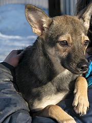 1920 X 2560 378.3 Kb Нужна помощь передержке ПростоКвашкино. ОЧЕНЬ МНОГО брошенных животных.