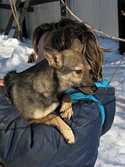 1920 X 2560 1018.4 Kb 1920 X 2560 410.3 Kb Нужна помощь передержке ПростоКвашкино. ОЧЕНЬ МНОГО брошенных животных.