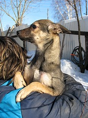 1920 X 2560 439.9 Kb 1920 X 2560 1018.4 Kb 1920 X 2560 410.3 Kb Нужна помощь передержке ПростоКвашкино. ОЧЕНЬ МНОГО брошенных животных.