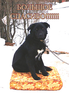 651 X 877 461.9 Kb Пенсионный фонд им.Миши Овчаркина