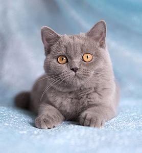 768 X 826 55.7 Kb    ,    6  !