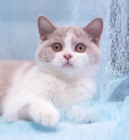 768 X 834 57.4 Kb 1024 X 603 60.7 Kb 768 X 862 51.8 Kb    ,    6  !