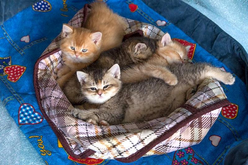1024 X 683 127.8 Kb Питомник 'BoldirevAlex',цветные Британские кошки, Лиловые (красивый окрас) МАЛЫШИ!