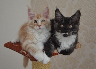 1920 X 1389 1010.2 Kb  -