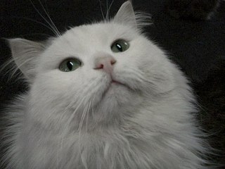 604 X 453  42.2 Kb    !