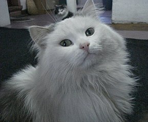 604 X 500  56.5 Kb 604 X 453  42.2 Kb    !