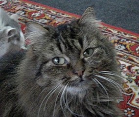 604 X 509  75.2 Kb 594 X 604  65.3 Kb    !