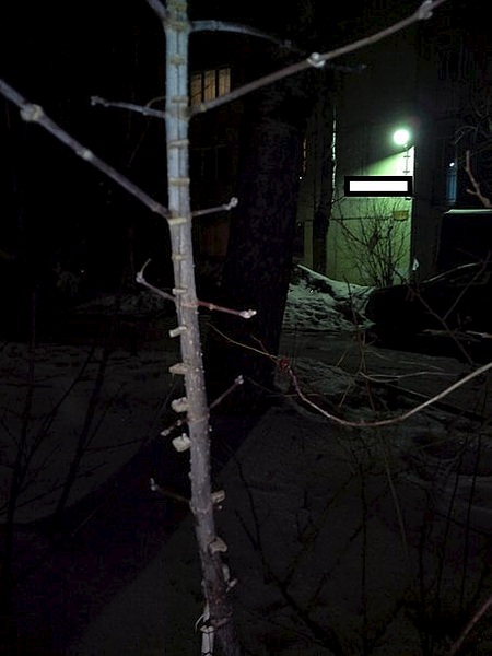 453 X 604  46.0 Kb .  ?