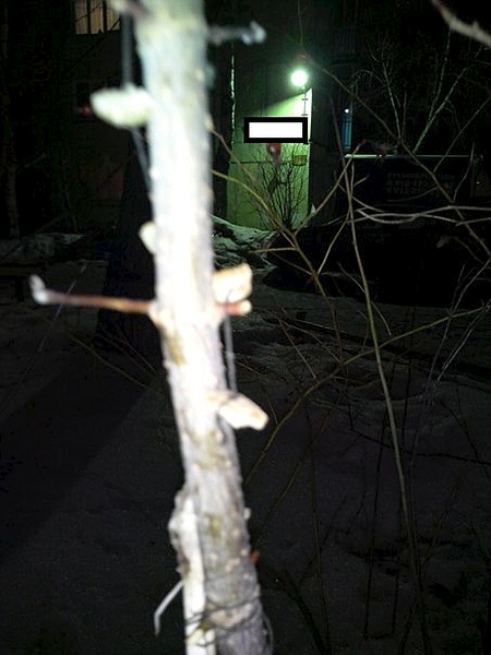 453 X 604  54.0 Kb 453 X 604  37.0 Kb 453 X 604  46.0 Kb .  ?