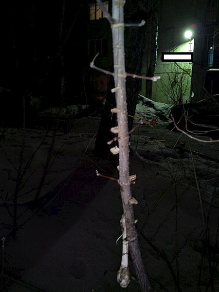 453 X 604  46.8 Kb 453 X 604  42.6 Kb 453 X 604  29.0 Kb 453 X 604  55.5 Kb .  ?