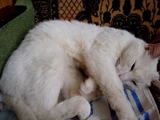 1280 X 960 193.6 Kb 1280 X 960 186.2 Kb    / 