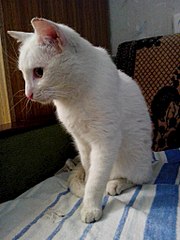 768 X 1024 149.7 Kb    / 