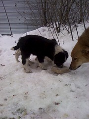 1200 X 1600 356.9 Kb 1200 X 1600 388.2 Kb   