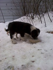 1200 X 1600 358.3 Kb 1200 X 1600 356.9 Kb 1200 X 1600 388.2 Kb   