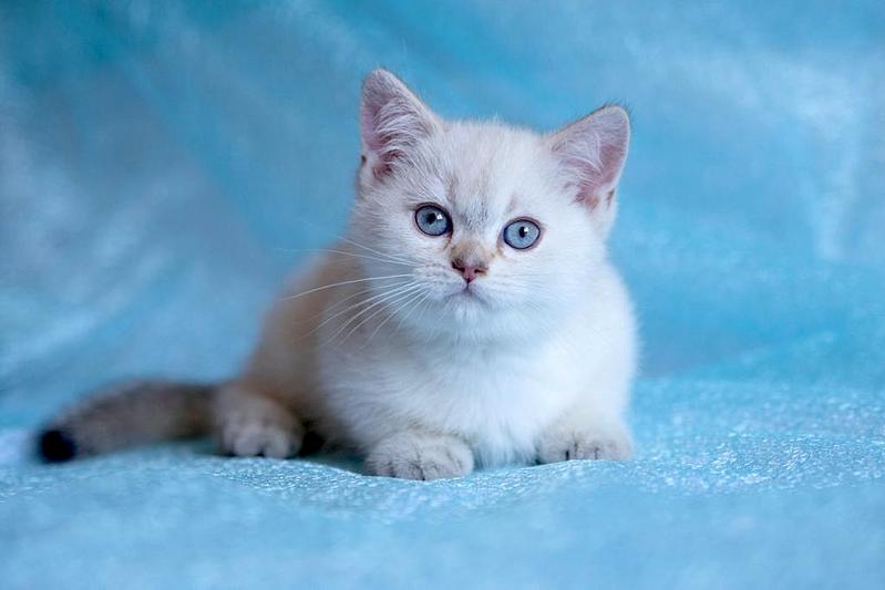 1024 X 683 49.6 Kb Питомник 'BoldirevAlex',цветные Британские кошки, Лиловые (красивый окрас) МАЛЫШИ!