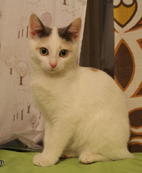 1920 X 2332 172.3 Kb  ,   -  .