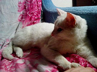 1280 X 960 234.3 Kb 1280 X 960 252.1 Kb    / 