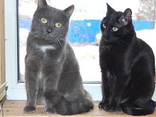 1920 X 1440 496.1 Kb .      