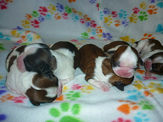 500 X 375  65.0 Kb -