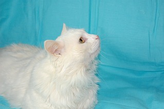 1920 X 1276 302.9 Kb   