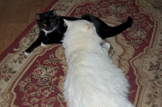 1920 X 1276 484.5 Kb 1920 X 1276 412.0 Kb 1920 X 1276 318.9 Kb   