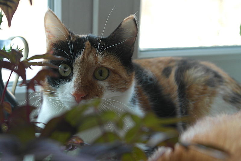 1920 X 1280 691.4 Kb , ,     .