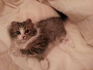 1920 X 1440 865.2 Kb Ищем дом маленькой котейке Зайке