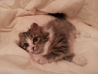 1920 X 1440 864.5 Kb 1920 X 1440 810.5 Kb 1920 X 1440 865.2 Kb Ищем дом маленькой котейке Зайке