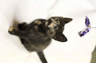 1920 X 1280 255.8 Kb     !