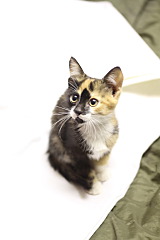 1280 X 1920 228.5 Kb 1280 X 1920 311.8 Kb 1280 X 1920 273.1 Kb 1280 X 1920 370.2 Kb     !