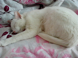 1920 X 1440 615.0 Kb    / 