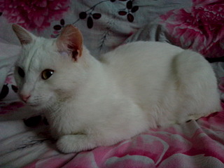 1920 X 1440 549.5 Kb 1920 X 1440 727.7 Kb 1920 X 1440 615.0 Kb    / 