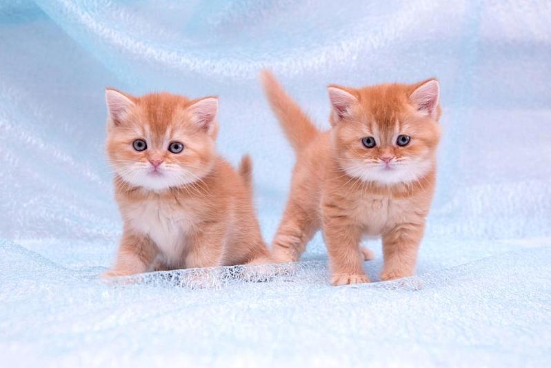 1024 X 683  61.5 Kb 1024 X 683  53.0 Kb 768 X 934 291.1 Kb 768 X 788  40.8 Kb ВСЕ счастливые обладатели РЫЖИКОВ =)