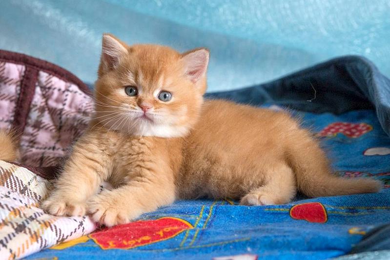 1024 X 683  88.9 Kb 1024 X 683  61.5 Kb 1024 X 683  53.0 Kb 768 X 934 291.1 Kb 768 X 788  40.8 Kb ВСЕ счастливые обладатели РЫЖИКОВ =)