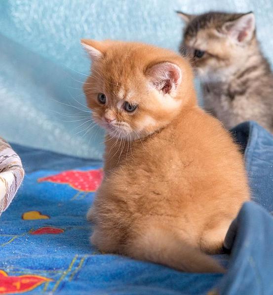 768 X 832  73.7 Kb ВСЕ счастливые обладатели РЫЖИКОВ =)