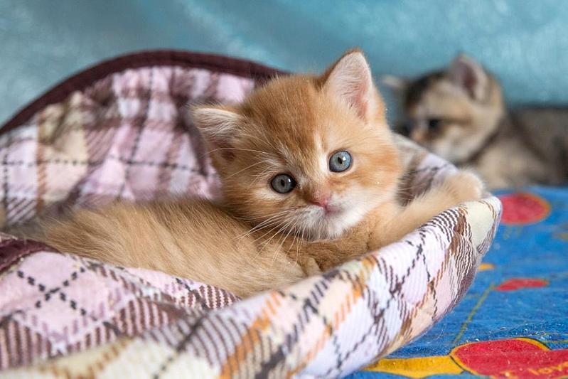 1024 X 683  84.1 Kb 768 X 832  73.7 Kb ВСЕ счастливые обладатели РЫЖИКОВ =)