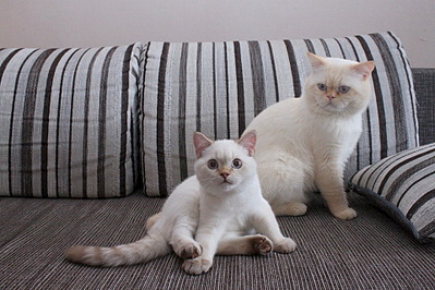 1920 X 1280 684.7 Kb Питомник'Gem Sweet'.Любимые британские ПЛЮШКИ.Британские котята: белые,черные,голубые