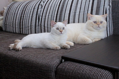 1920 X 1280 661.7 Kb 1920 X 1280 684.7 Kb Питомник'Gem Sweet'.Любимые британские ПЛЮШКИ.Британские котята: белые,черные,голубые