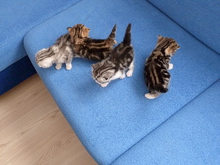 1920 X 1440 856.0 Kb  .   ( 11.08.13)